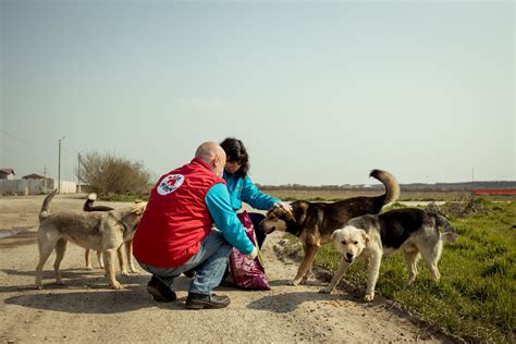 vier pfoten stiftung|vier pfoten.